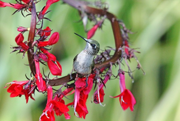 Lobelia Perch  Print